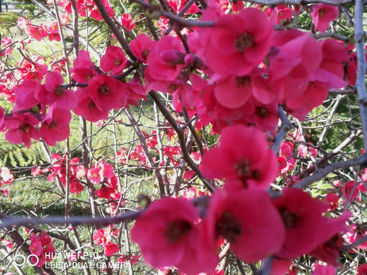 B&B Fiori Di Pesco Фертилия Экстерьер фото
